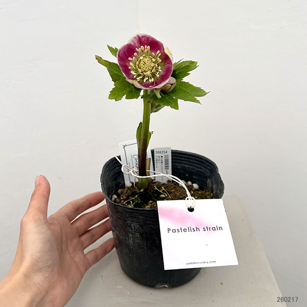 大和園さんのクリスマスローズ：26-03パステリッシュストレイン／4.5号ポット【現品販売】