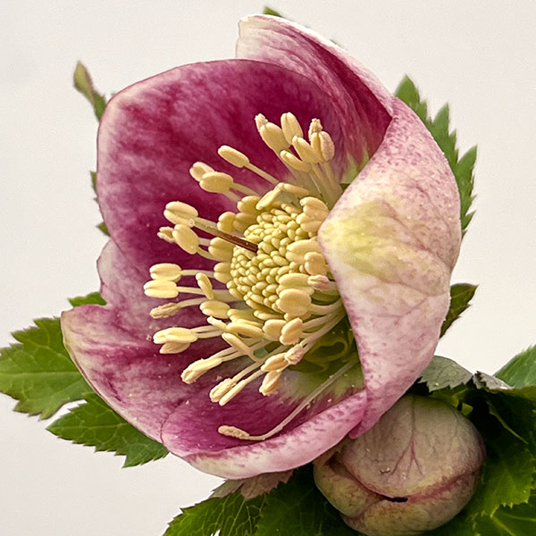 大和園さんのクリスマスローズ：26-03パステリッシュストレイン／4.5号ポット【現品販売】