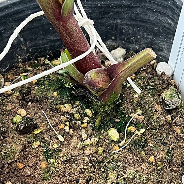 大和園さんのクリスマスローズ：26-03パステリッシュストレイン／4.5号ポット【現品販売】