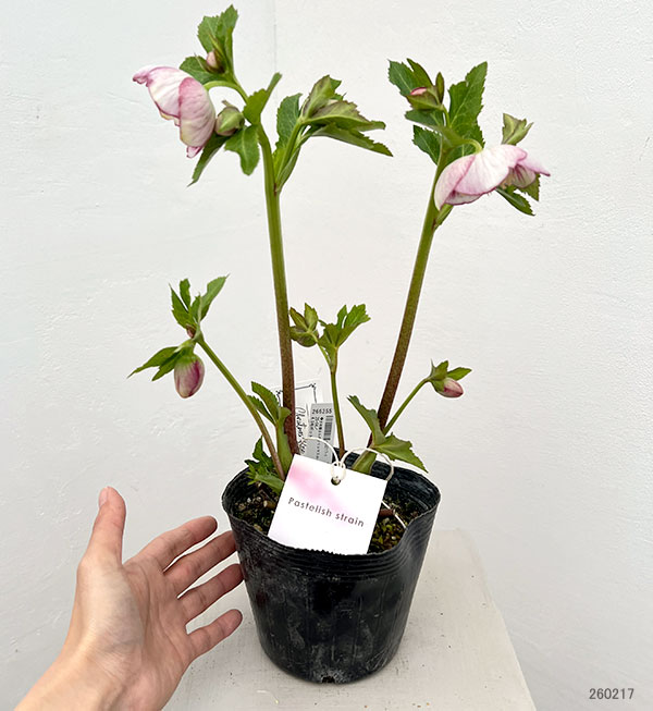 大和園さんのクリスマスローズ：26-04パステリッシュストレイン／4.5号ポット【現品販売】
