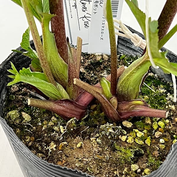 大和園さんのクリスマスローズ：26-04パステリッシュストレイン／4.5号ポット【現品販売】