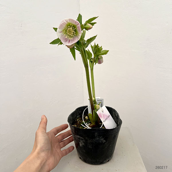 大和園さんのクリスマスローズ：26-05パステリッシュストレイン／4.5号ポット【現品販売】