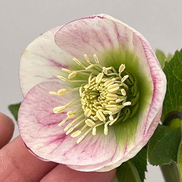 大和園さんのクリスマスローズ：26-05パステリッシュストレイン／4.5号ポット【現品販売】