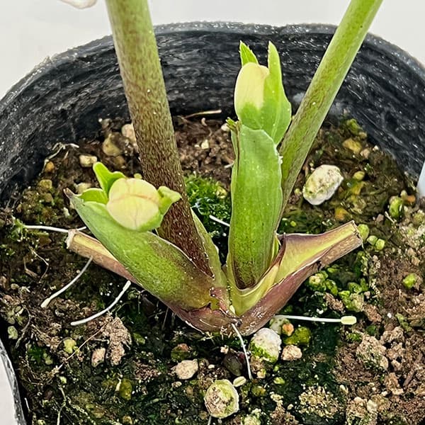 大和園さんのクリスマスローズ：26-05パステリッシュストレイン／4.5号ポット【現品販売】