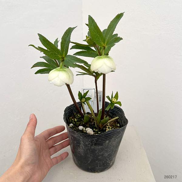 大和園さんのクリスマスローズ：26-06ダブル／4.5号ポット【現品販売】