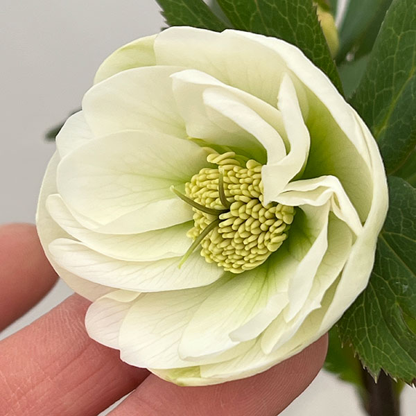 大和園さんのクリスマスローズ：26-06ダブル／4.5号ポット【現品販売】