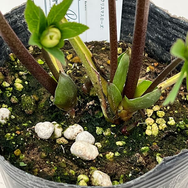 大和園さんのクリスマスローズ：26-06ダブル／4.5号ポット【現品販売】