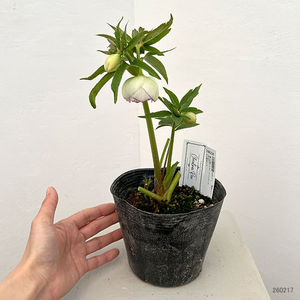 大和園さんのクリスマスローズ：26-07ダブル／4.5号ポット【現品販売】