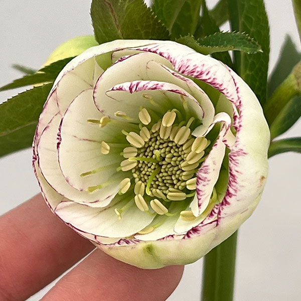 大和園さんのクリスマスローズ：26-07ダブル／4.5号ポット【現品販売】