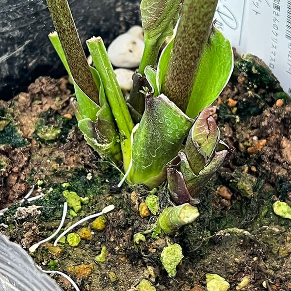 大和園さんのクリスマスローズ:26-09ダブル/4.5号ポット【現品販売】