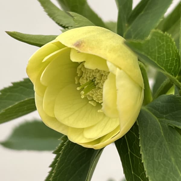 大和園さんのクリスマスローズ:26-10ダブル/4.5号ポット【現品販売】