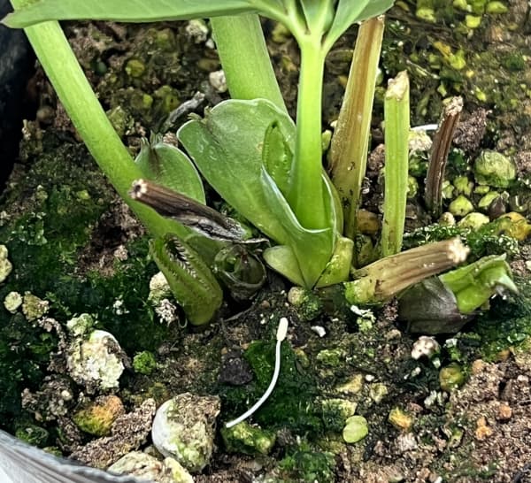 大和園さんのクリスマスローズ:26-10ダブル/4.5号ポット【現品販売】