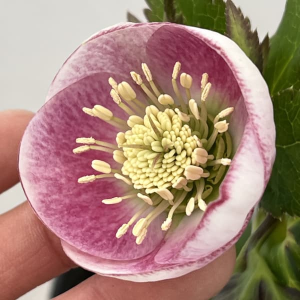 大和園さんのクリスマスローズ：26-11パステリッシュストレイン／4.5号ポット【現品販売】