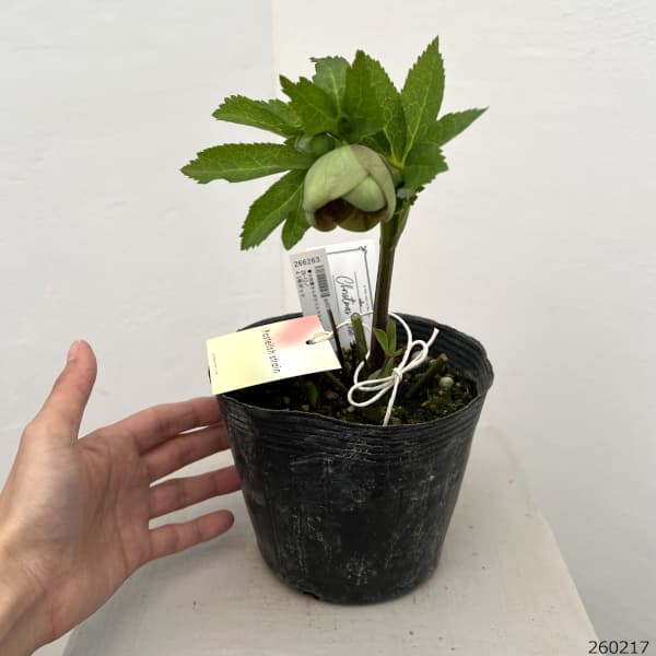 大和園さんのクリスマスローズ:26-12グリーンパステリッシュストレイン/4.5号ポット【現品販売】