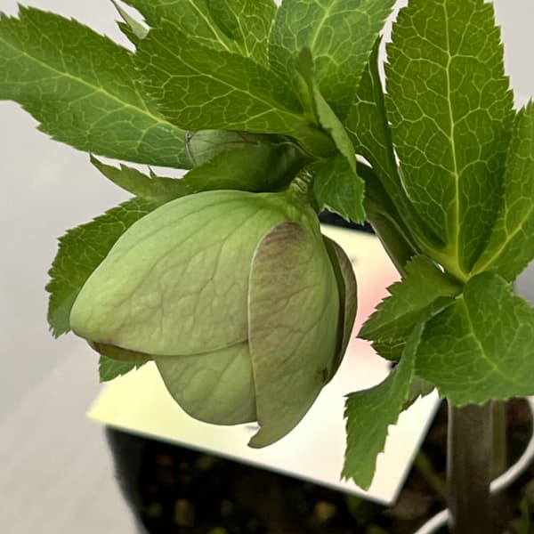 大和園さんのクリスマスローズ:26-12グリーンパステリッシュストレイン/4.5号ポット【現品販売】