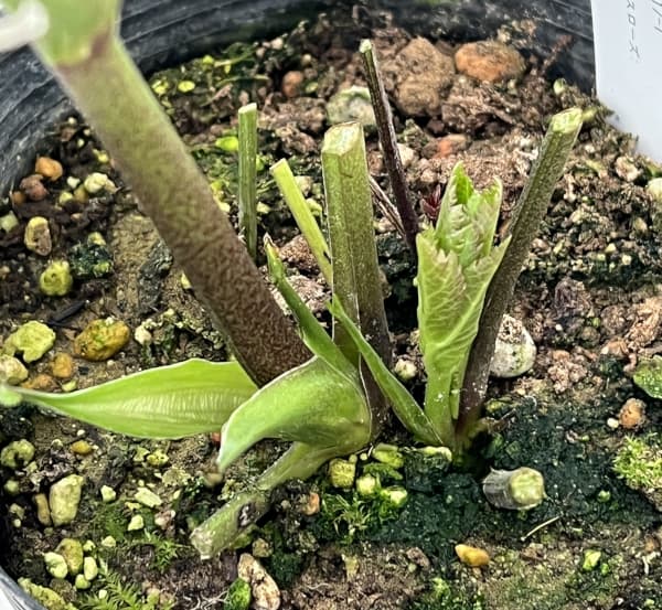 大和園さんのクリスマスローズ:26-12グリーンパステリッシュストレイン/4.5号ポット【現品販売】