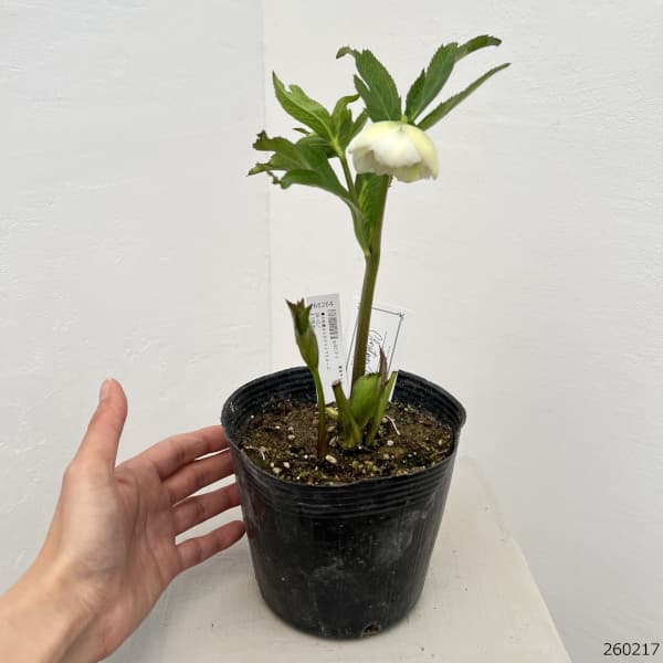 大和園さんのクリスマスローズ：26-13ダブル／4.5号ポット【現品販売】