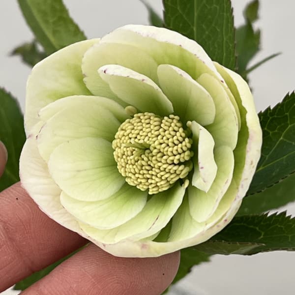 大和園さんのクリスマスローズ：26-13ダブル／4.5号ポット【現品販売】