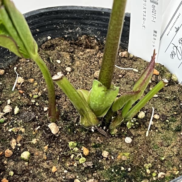 大和園さんのクリスマスローズ：26-13ダブル／4.5号ポット【現品販売】