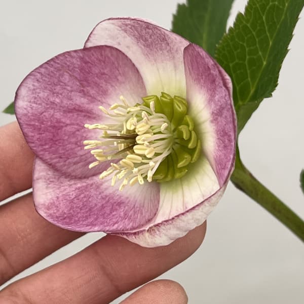 大和園さんのクリスマスローズ：26-14シングル／4.5号ポット【現品販売】