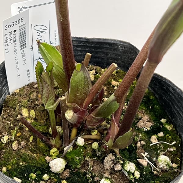 大和園さんのクリスマスローズ：26-14シングル／4.5号ポット【現品販売】