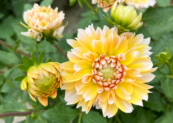 ダリア：カナリアンハート3.5号ポット