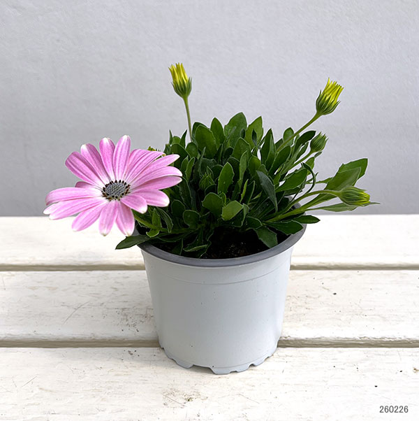 オステオスペルマム：フラワーパワー　ライトピンク11cmポット
