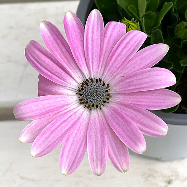 オステオスペルマム：フラワーパワー　ライトピンク11cmポット