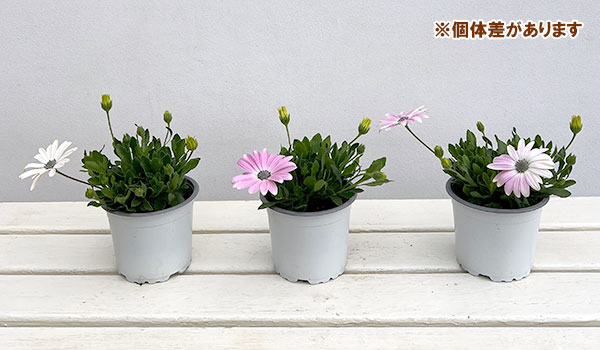 オステオスペルマム：フラワーパワー　ライトピンク11cmポット