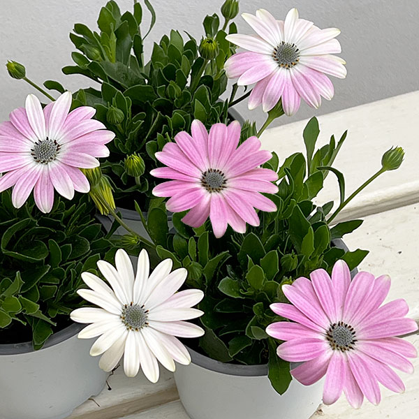 オステオスペルマム：フラワーパワー　ライトピンク11cmポット