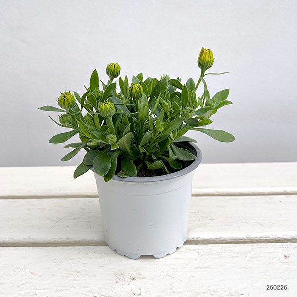 オステオスペルマム：フラワーパワー　サマーサン11cmポット