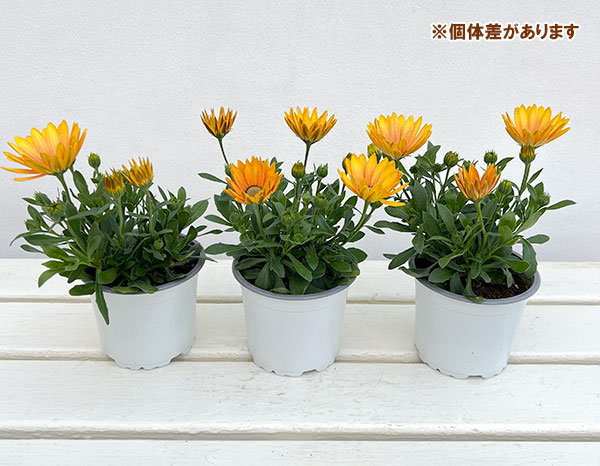 オステオスペルマム：フラワーパワー　サマーサン11cmポット