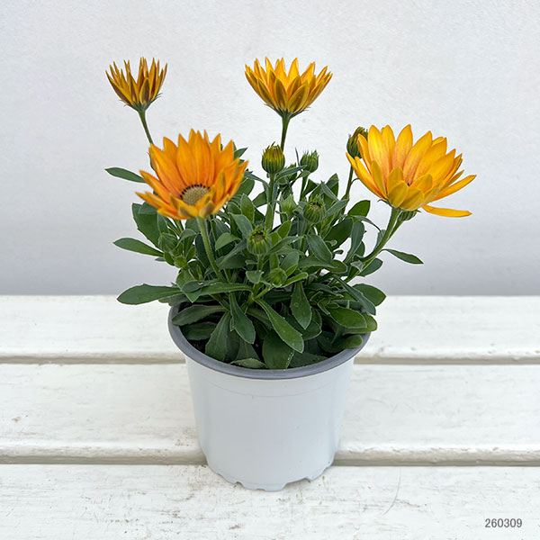 オステオスペルマム：フラワーパワー　サマーサン11cmポット