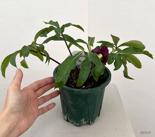 クリスマスローズ：ベルギー育種　ダブルブラック26-18／4.5号ポット【現品販売】