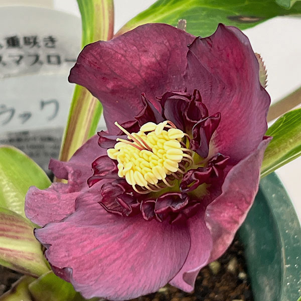 クリスマスローズ：ベルギー育種　ダブルブラック26-18／4.5号ポット【現品販売】