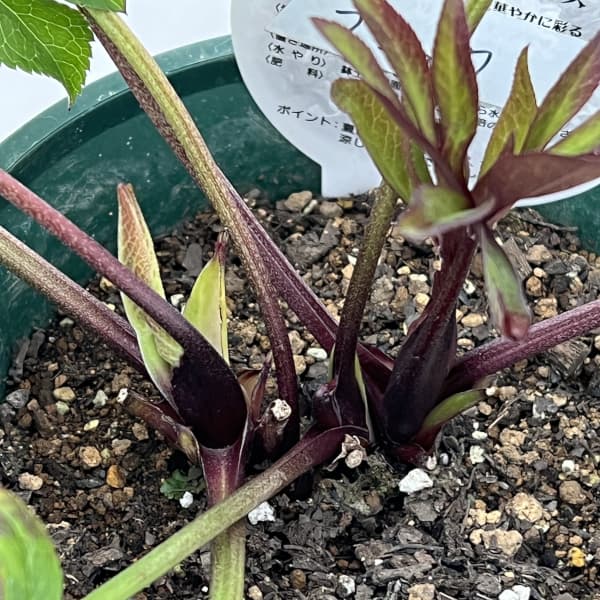 クリスマスローズ:ベルギー育種 ダブルブラック26-19/4.5号ポット【現品販売】(株のみ)