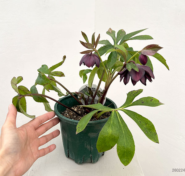 クリスマスローズ：ベルギー育種　ダブルブラック26-20／4.5号ポット【現品販売】