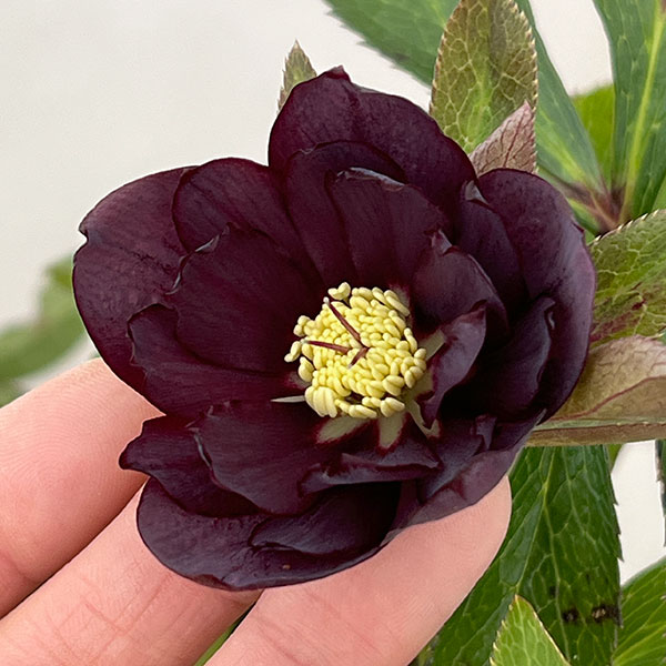 クリスマスローズ：ベルギー育種　ダブルブラック26-20／4.5号ポット【現品販売】