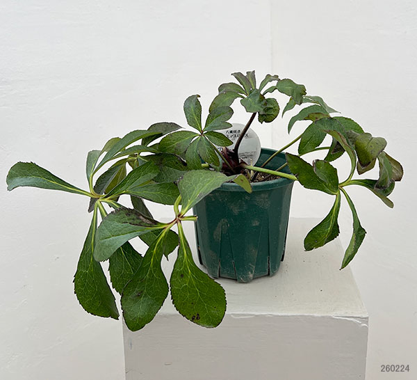 クリスマスローズ：ベルギー育種　ダブルブラック26-21／4.5号ポット【現品販売】（株のみ）