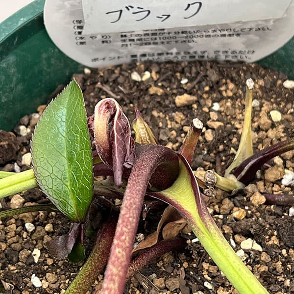 クリスマスローズ：ベルギー育種　ダブルブラック26-21／4.5号ポット【現品販売】（株のみ）