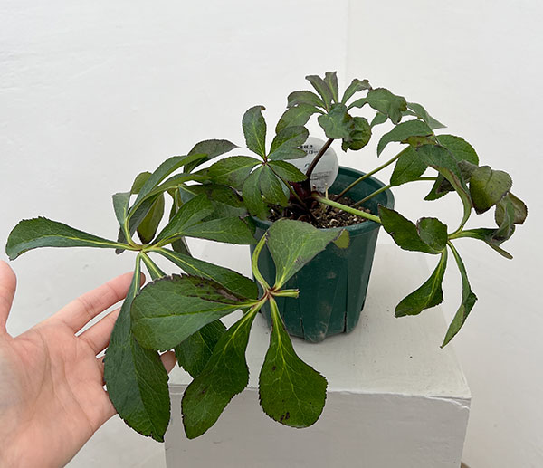 クリスマスローズ：ベルギー育種　ダブルブラック26-21／4.5号ポット【現品販売】（株のみ）