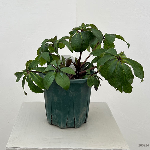 クリスマスローズ:ベルギー育種 ダブルブラック26-22/4.5号ポット【現品販売】(株のみ)