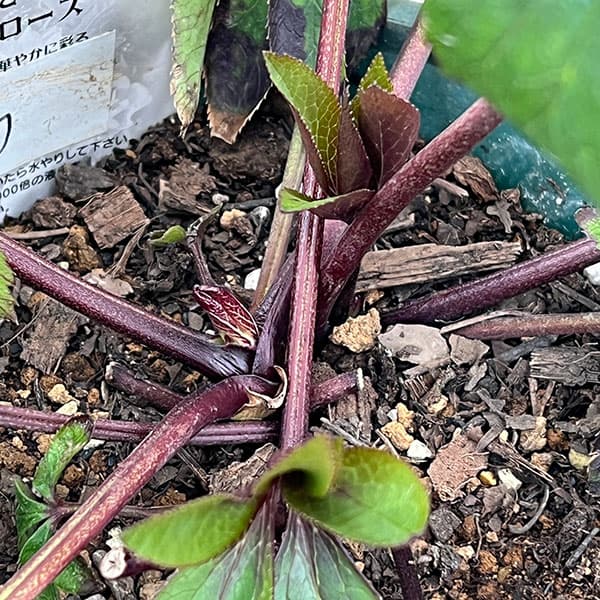 クリスマスローズ:ベルギー育種 ダブルブラック26-22/4.5号ポット【現品販売】(株のみ)