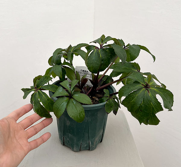 クリスマスローズ:ベルギー育種 ダブルブラック26-22/4.5号ポット【現品販売】(株のみ)