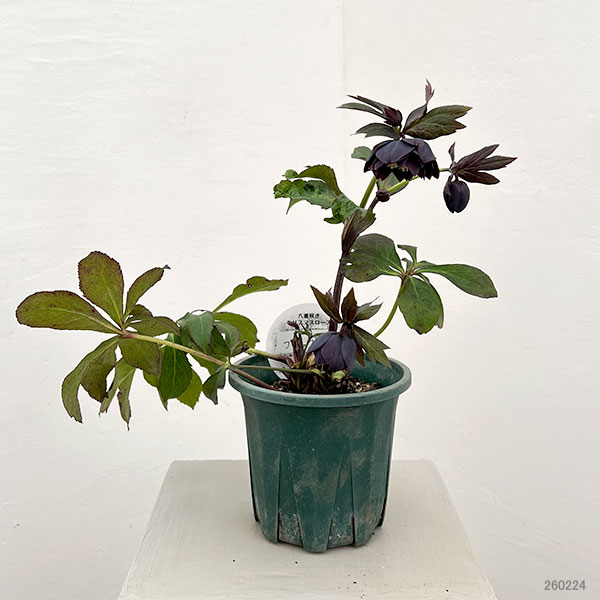 クリスマスローズ：ベルギー育種　ダブルブラック26-23／4.5号ポット【現品販売】