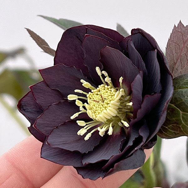 クリスマスローズ：ベルギー育種　ダブルブラック26-23／4.5号ポット【現品販売】