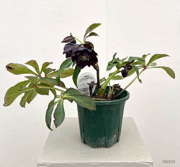 クリスマスローズ：ベルギー育種　ダブルブラック26-24／4.5号ポット【現品販売】