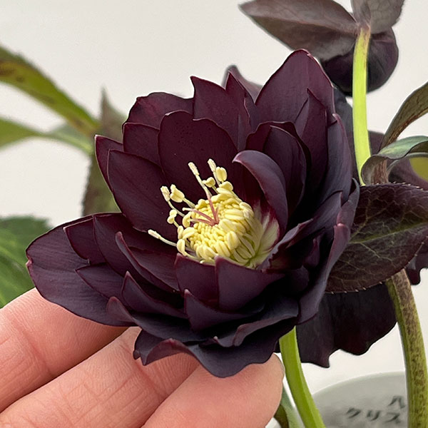 クリスマスローズ：ベルギー育種　ダブルブラック26-24／4.5号ポット【現品販売】