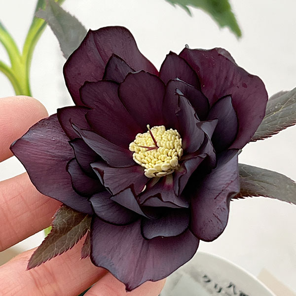 クリスマスローズ:ベルギー育種 ダブルブラック26-25/4.5号ポット【現品販売】