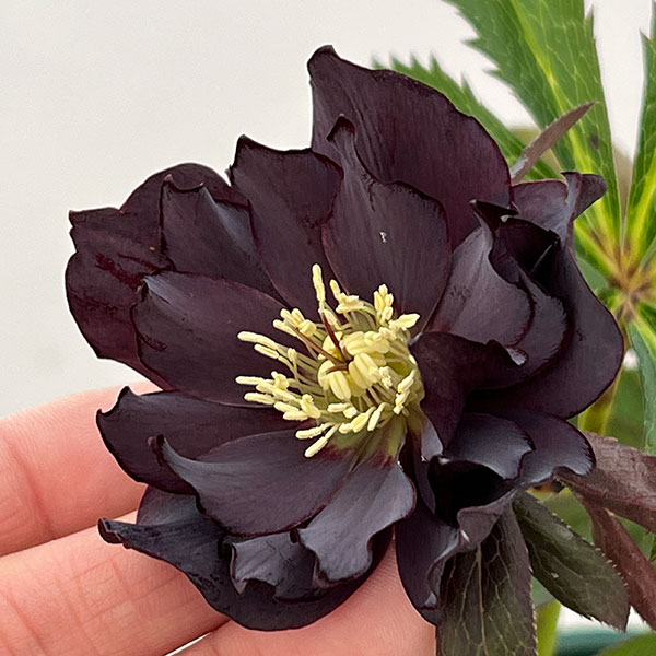 クリスマスローズ:ベルギー育種 ダブルブラック26-26/4.5号ポット【現品販売】